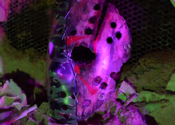 VIDEO SPOTLIGHT – Brodax “Under Pressure”