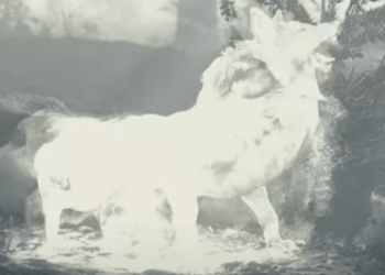 VIDEO SPOTLIGHT – Charlie Farley “When Wolves Howl” (Lyric Video)